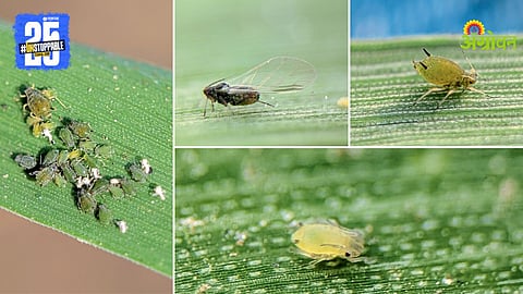 Wheat Pest