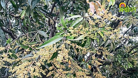 Climate Change Impact