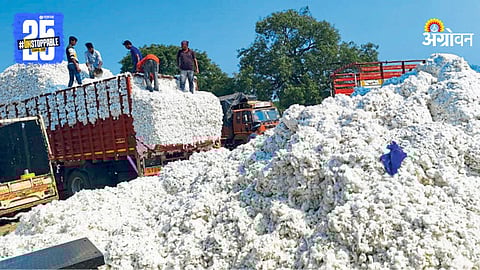 Cotton Market