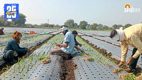 Onion Cultivation