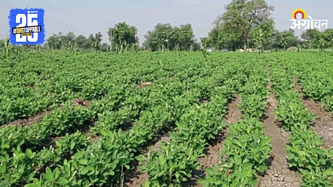 Groundnut Farming