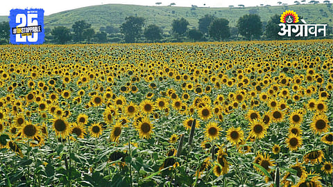 Sunflower Cultivation