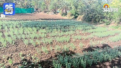 Chana Cultivation