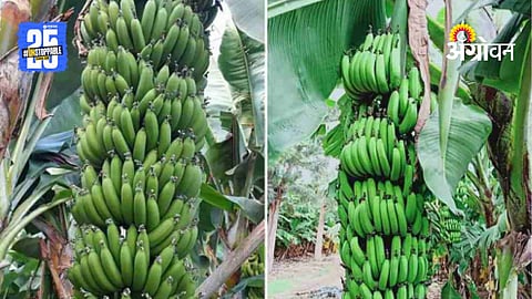 Banana Export