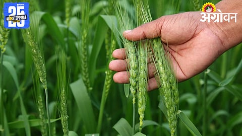 Rabi Wheat Sowing Completed Wheat Cultivation Area Increases by 6 Lakh Hectares