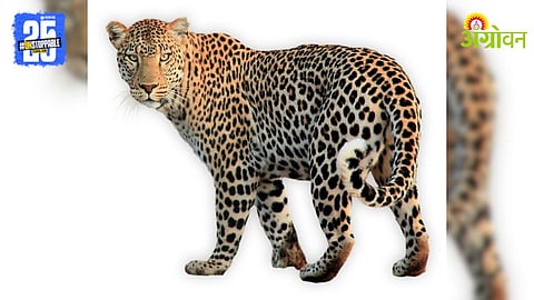 Human-Leopard Conflic