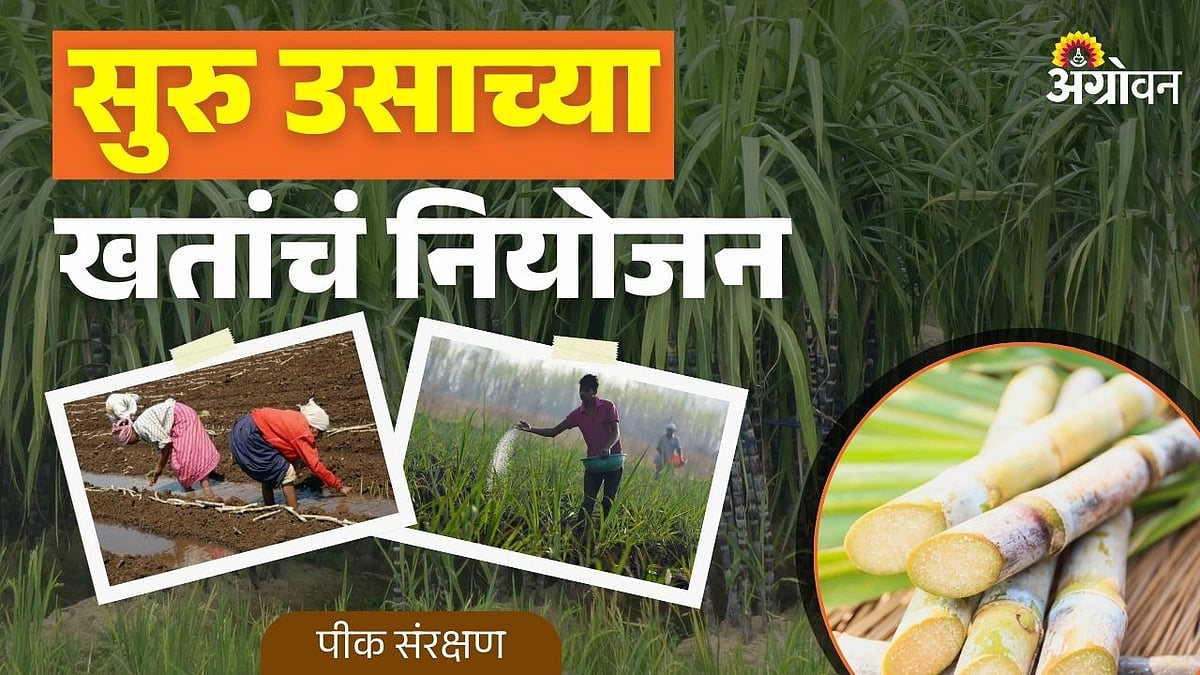 suru sugarcane fertilizer planning: सुरु उसाच्या खतांचं नियोजन | Suru ...
