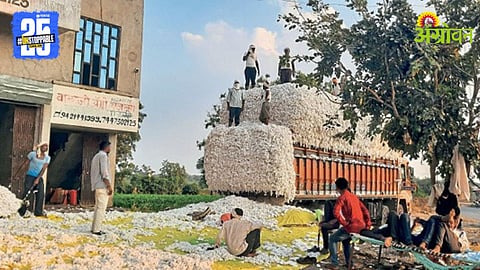 CCI Cotton Procurement