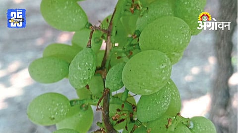 Weather Conditions For Grapes