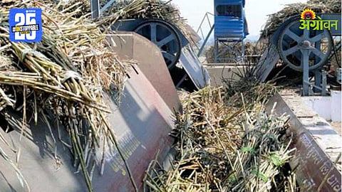 Sugarcane Fodder