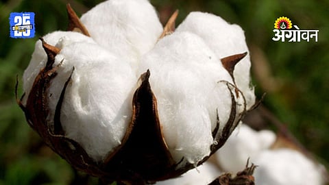 Cotton Prices