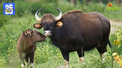 Bison Gaur Crop Damage