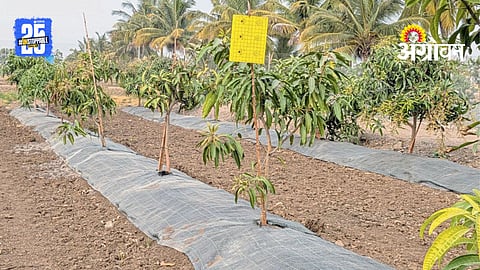 Fruit Farming