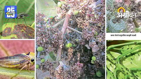 Crop guidance for Konkan farmers