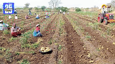 Potato Farming