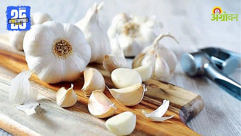 Garlic Prices