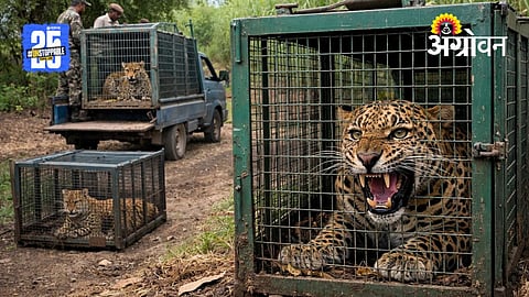 leopard Captured