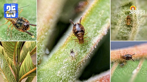 Aphid Infestation Guava