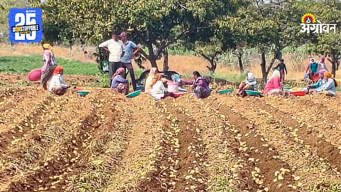 Potato Farming