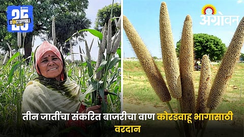 Bajari Vaan: बाजरी संशोधनात ऐतिहासिक टप्पा; जगातील पहिला तीन पालक जातींचा बाजरीचा संकरित वाण 