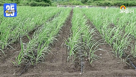 Sugarcane Drip Irrigation