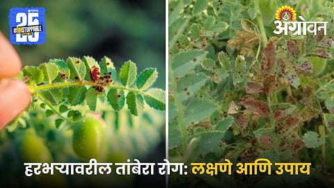 chickpea disease management