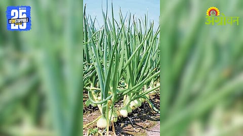 Onion Seedlings