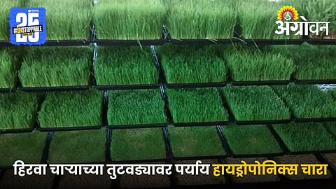 hydroponic fodder farming