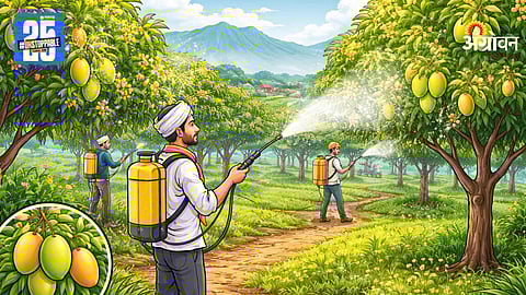 Mango Farmer Disease