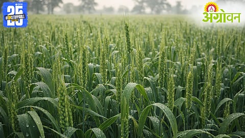 Rabi Wheat Crop