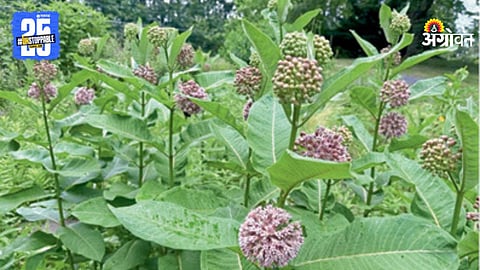 Milkweed Crop