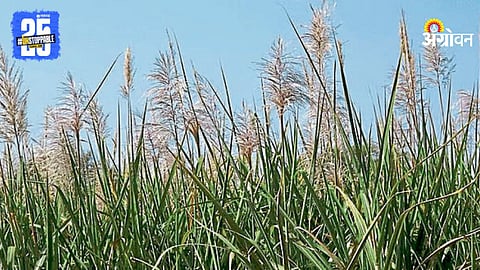 Sugarcane Crop Flowering
