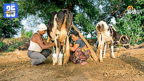 Rural Livelihoods