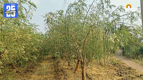 Moringa Farming