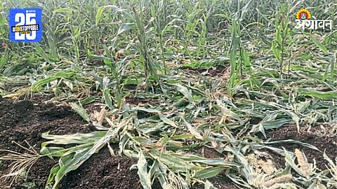 Crop Damage