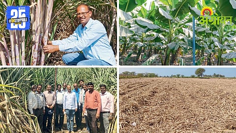 AI In Sugarcane Farming