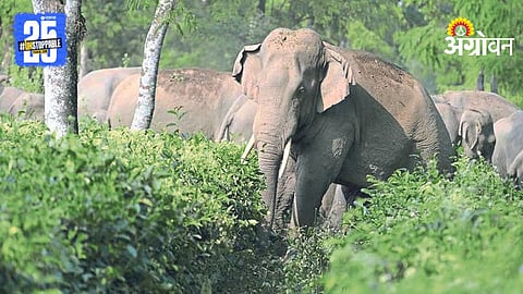Wildlife Crop Damage