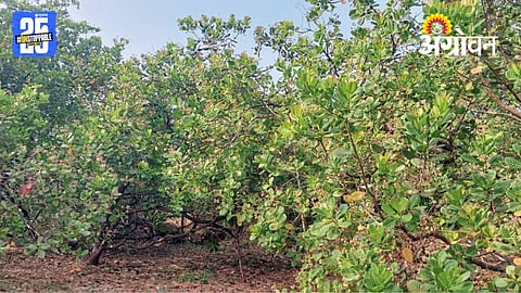 Cashew Farming