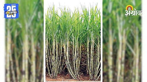 Sugarcane Harvest Delay