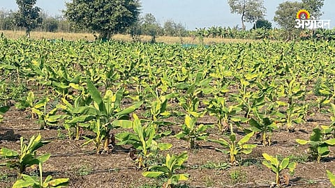 Banana Farming