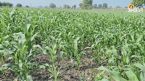 Jowar Farming