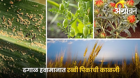 Weather Crop Advisory