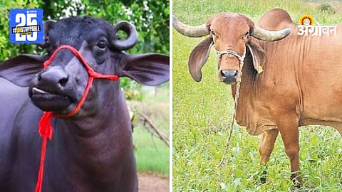 Livestock Exhibition