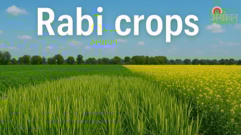 Rabi Crops