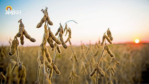 Soybean Farming