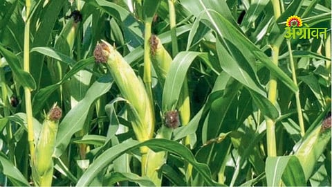 Maize Cultivation