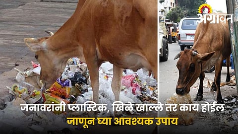 Cattle Feeding Precautions