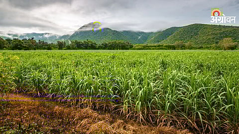 Sugarcane Farming