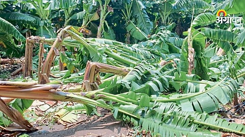 Banana Insurance 2026