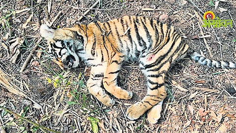 Tiger Cub Death